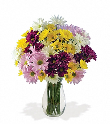 Vazoda renkli papatya