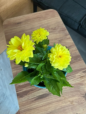 Saksıda Dahlia (Yıldız) Çiçeği