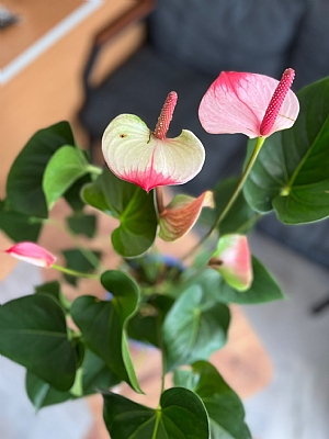 Pembe Antorium