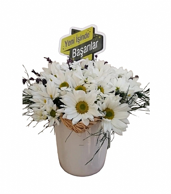 Seramik Saksda Papatya