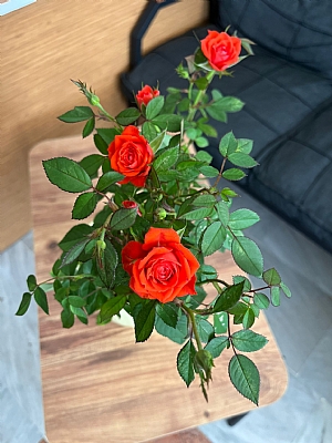 Saksıda Fındık Gül Çiçeği