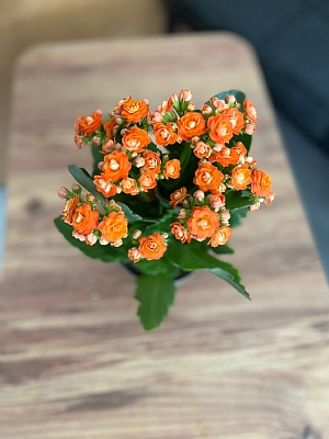 Saksda Kalanchoe