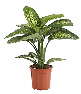 Saksda Difenbahya iei