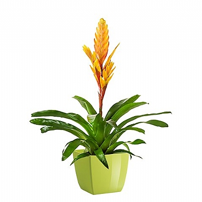 Guzmania