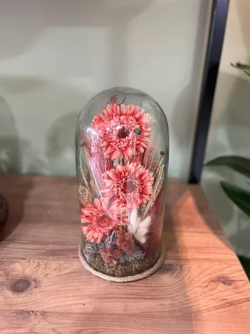 Cam Fanusda Gerbera