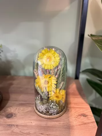 Cam Fanusda Gerbera