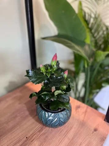 Saksıda Hibiscus Çiçeği