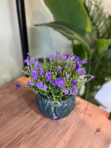 Saksıda Campanula (Çan Çiçeği)