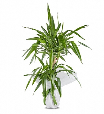 Saksda Yucca iei