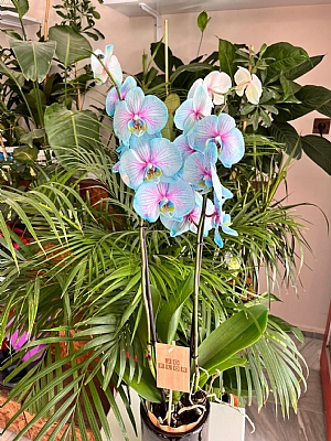 Özel Renkli Mavi Orkide